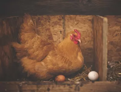Кои кокошки снасят зелени яйца