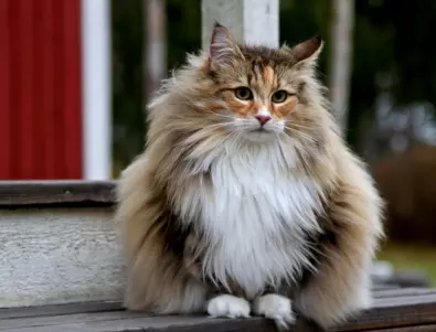 Норвежката горска котка - защо да я изберем
