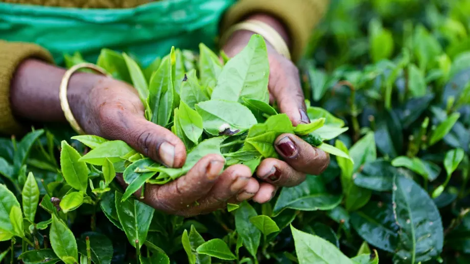 Шри Ланка погасява дългове по петролни доставки с чай