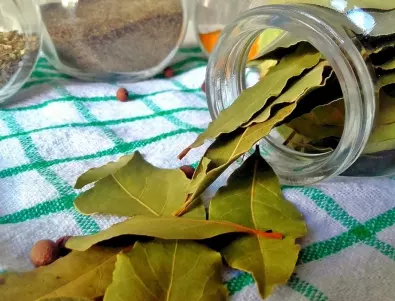 Защо някои хора слагат листа дафинов лист под килима? 
