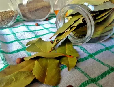 Тинктура от дафинов лист от бабино време