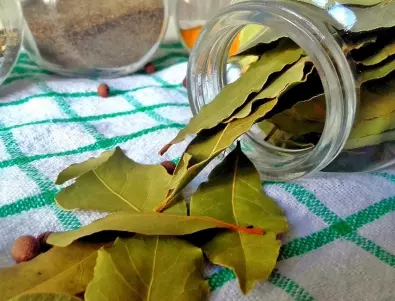 Дафинов лист срещу хлебарки