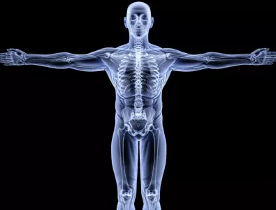 Знаете ли колко кости има в човешкото тяло?
