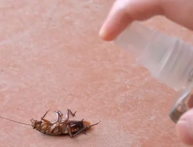 Как да се отървем от хлебарките завинаги?