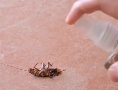 Ето какво ядат хлебарките и е като магнит за тях – никога не оставяйте тези продукти на открито