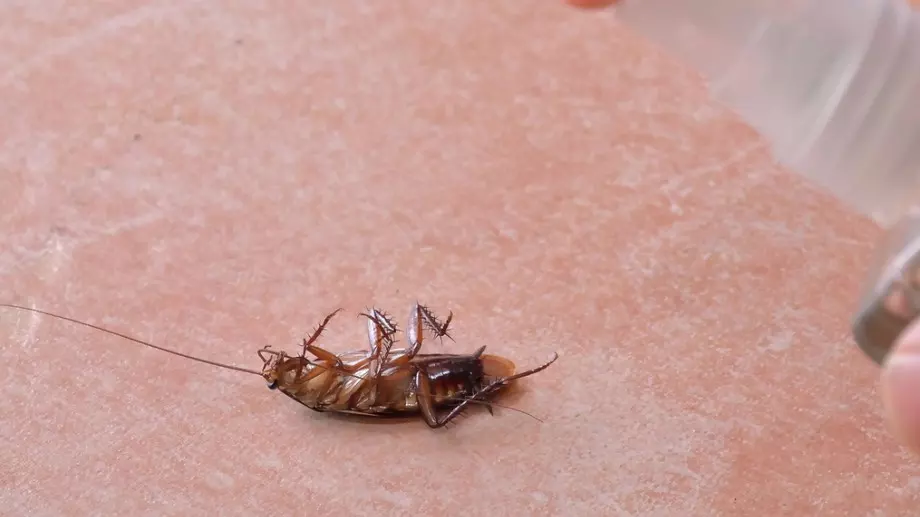 Защо хлебарките виреят дори в чист апартамент и как да се справите с тях?