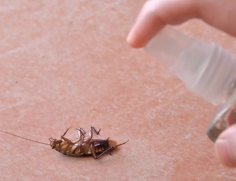Как да прогоните хлебарките от дома си без химия?