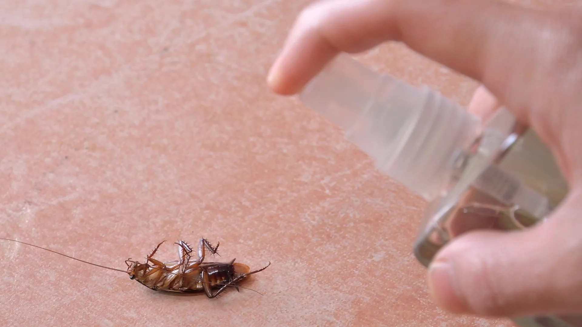 Тези 2 съставки ще прогонят хлебарките от дома ви