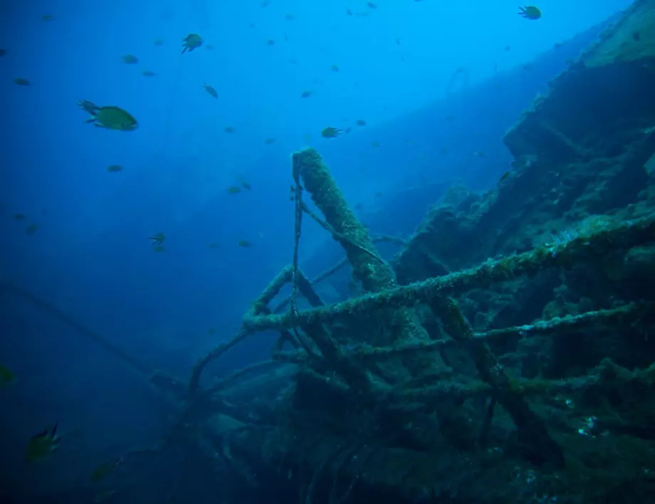 114 вида морски животни обитават древен картагенски кораб