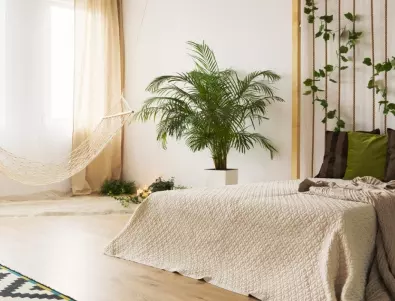 Ако искате да спите добре, сложете тези растения в спалнята си