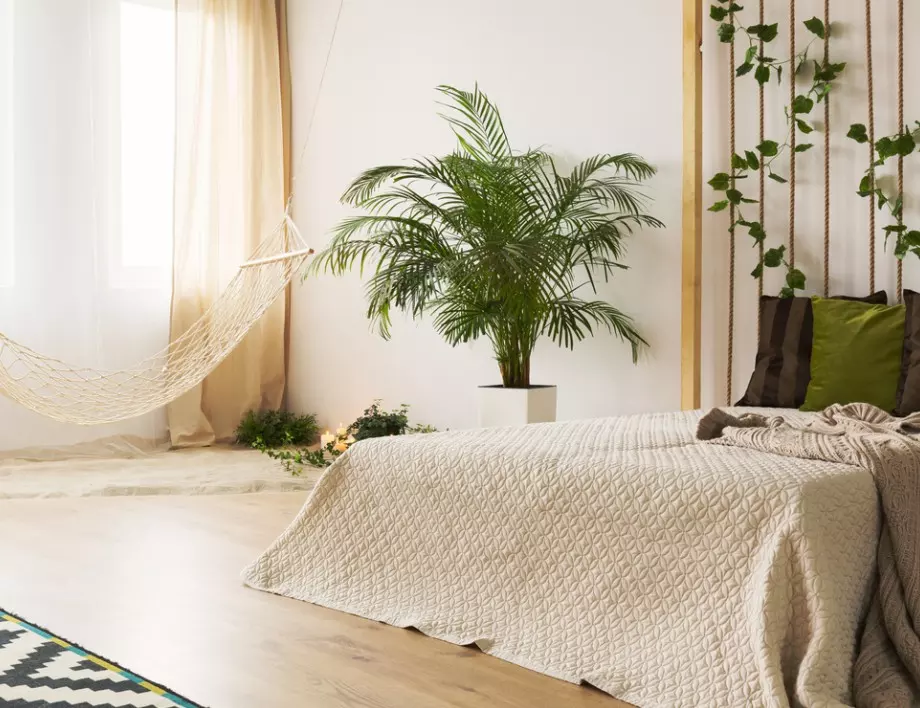 Тези растения в спалнята ще ви помогнат да спите по-добре