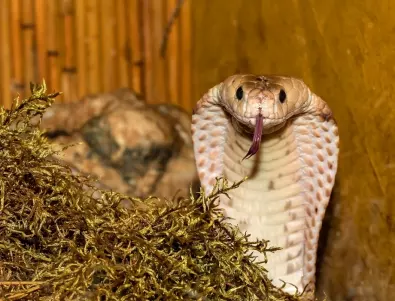9 от най-смъртоносните змии в света