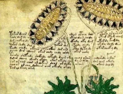 Мистериозният ръкопис на Войнич може да е отчасти за секса и 