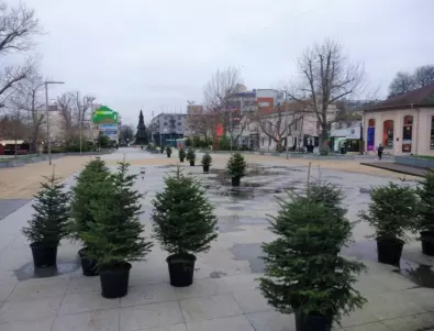 Община Бургас поставя началото на коледна горичка в местен парк