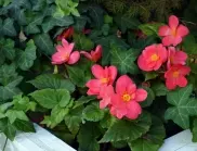 Лесни за отглеждане цветя за начинаещи градинари