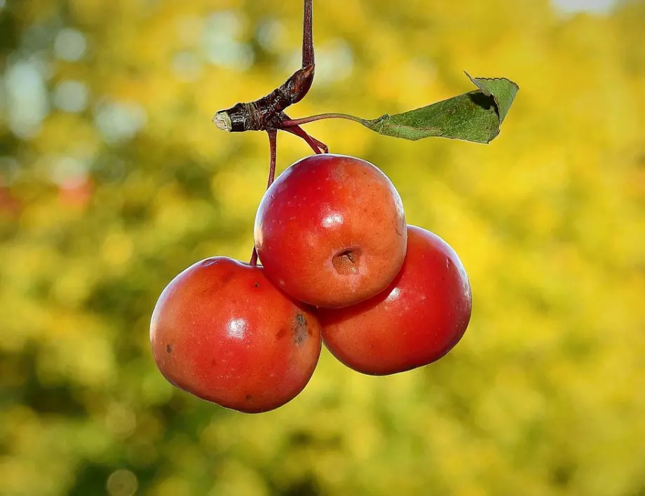 Храна за боговете: С какво са полезни райските ябълки?