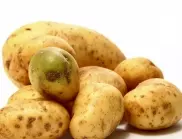 Покълнали картофи - могат ли да бъдат опасни?