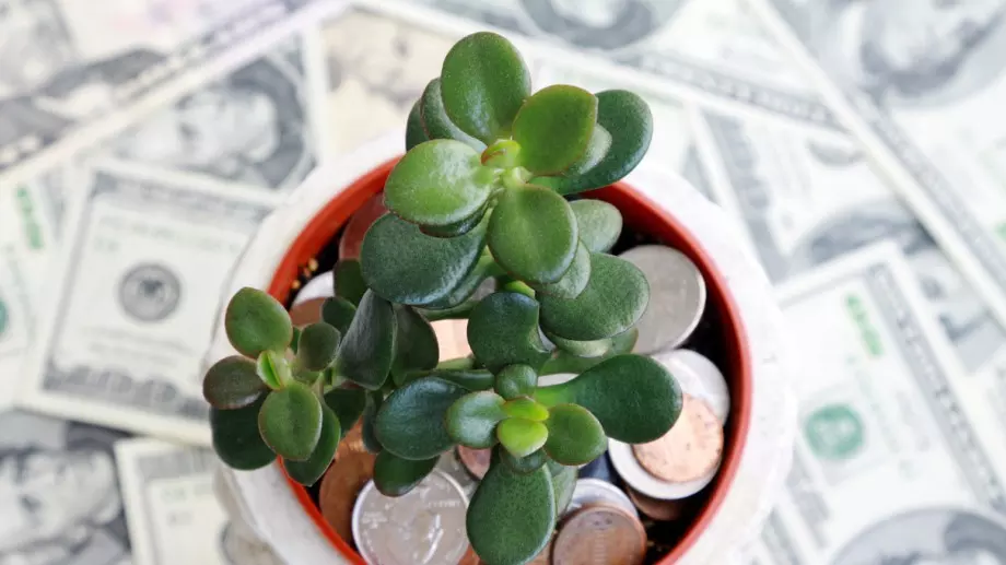 Днес, Дървото на парите ще е плодородно за 3 зодии