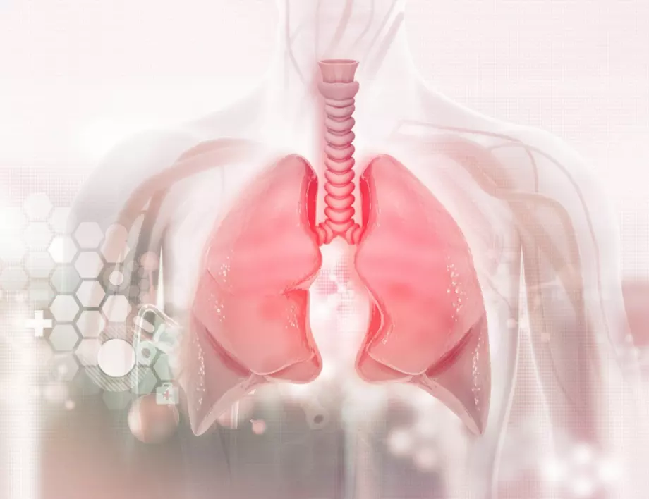 В белите дробове на човека са открити нови клетки с регенеративни свойства