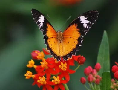 Великобритания не може да си преброи пеперудите, търси доброволци 