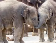 Знаете ли колко тежи един слон?