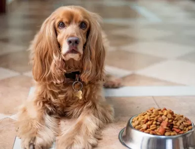 Кога е добре да храните вашето кучето - преди или след разходка?