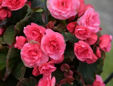 Най-подходящите цветя за висящи саксии - красиви и лесни за отглеждане