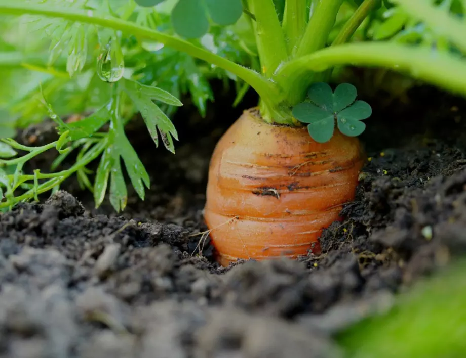 5 грешки на градинарите, които съсипват реколтата от моркови