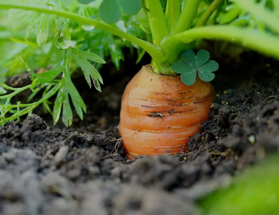 Научете тайните за отглеждане на богата реколта от моркови