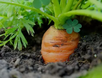 Тънкости при поливането на морковите за богата реколта