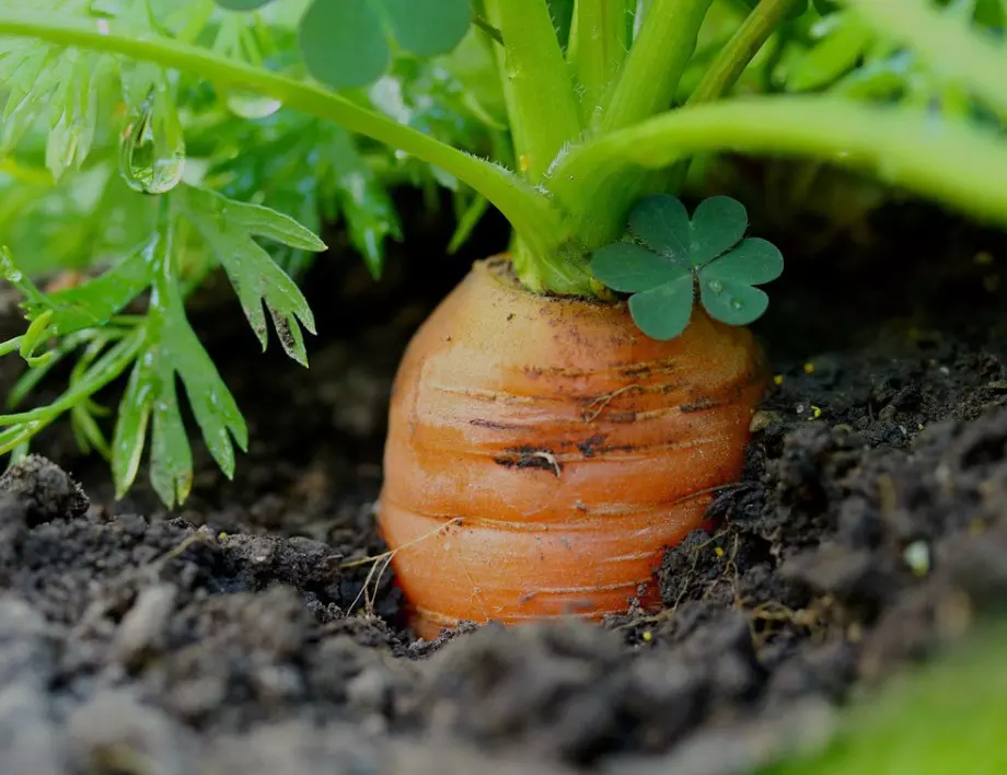 Кога морковите НЕ трябва да се поливат 2 седмици, за да не се съсипе реколтата