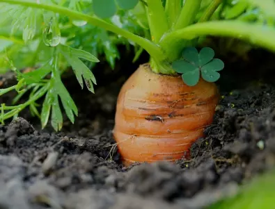 Защо хитрите градинари всяка есен оставят по няколко моркова в градината?