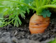 Как да отгледате МНОГО моркови в градината си с минимални усилия и лекота