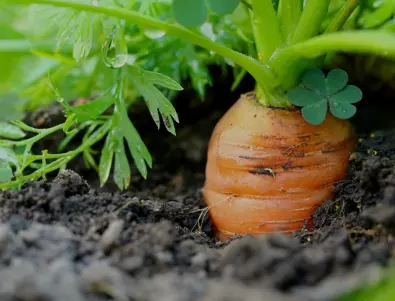 Как да отгледате МНОГО моркови в градината си с минимални усилия и лекота