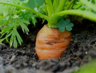 Засаждане на моркови от семена