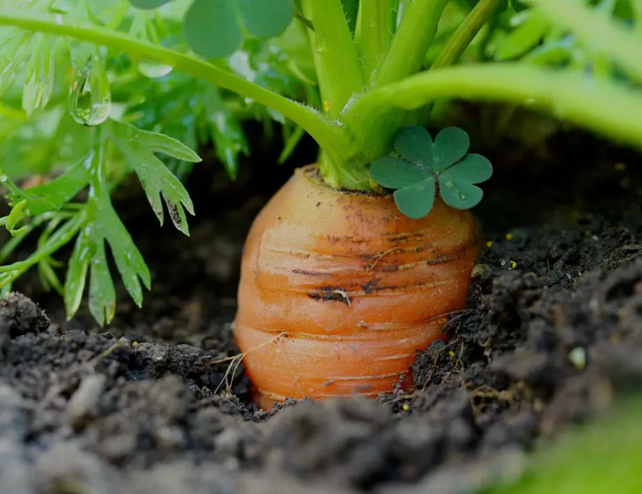 Засаждане на моркови от семена