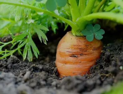 Моркови в градината: Тайните за БОГАТА реколта
