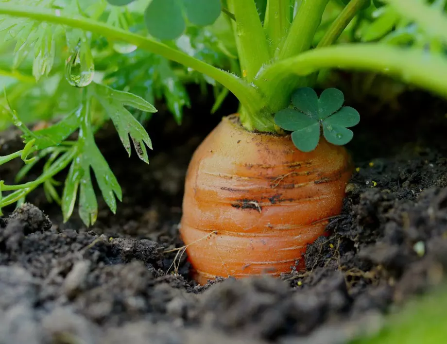 Градинарите съветват: Засяване на моркови от семена