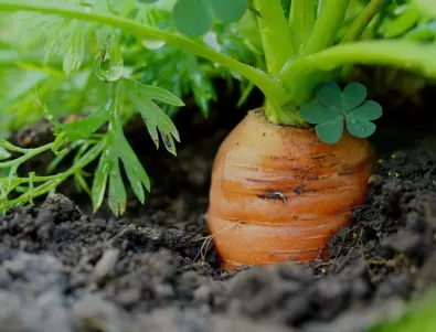 Оставете няколко моркова през есента в градината - резултатът ще ви изненада
