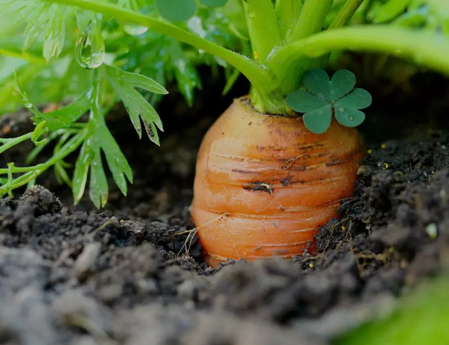Добри условия за успешна реколта от моркови в домашната градина
