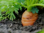 Кога да засадите моркови в домашната градина?
