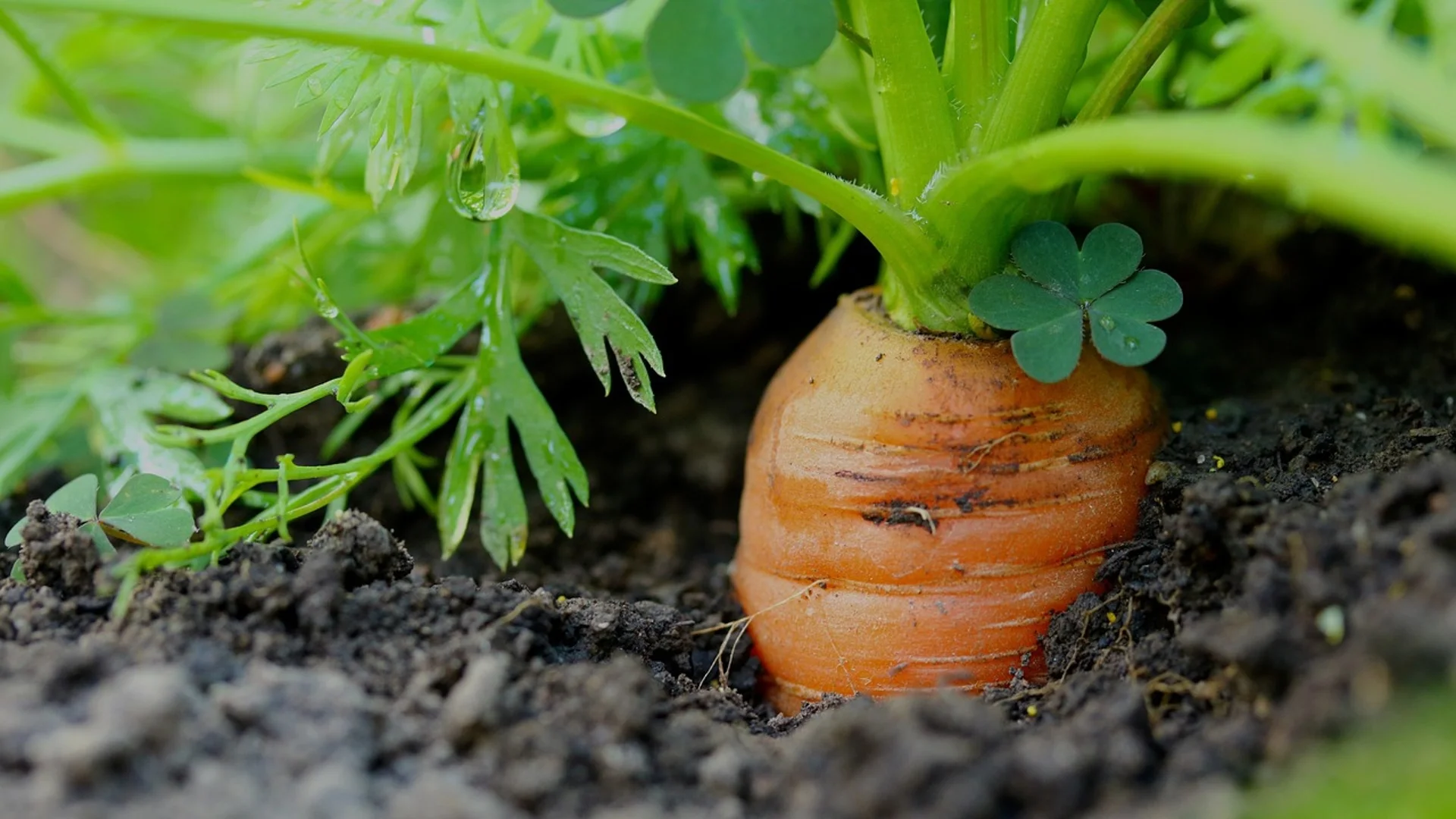 Морковена муха: Как вреди на морковите и как да ги предпазите?
