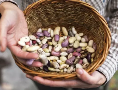 Как да отглеждаме боб: Съвети от опитни градинари за отлична реколта