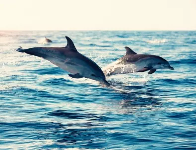 Фарьорските ще преразгледат спорния лов на делфини