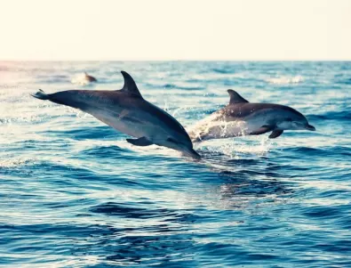 Откриват и дори нападат украински водолази: Делфините и руският флот - вярно и невярно (СНИМКА)