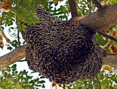 Колко пчели средно има в един кошер