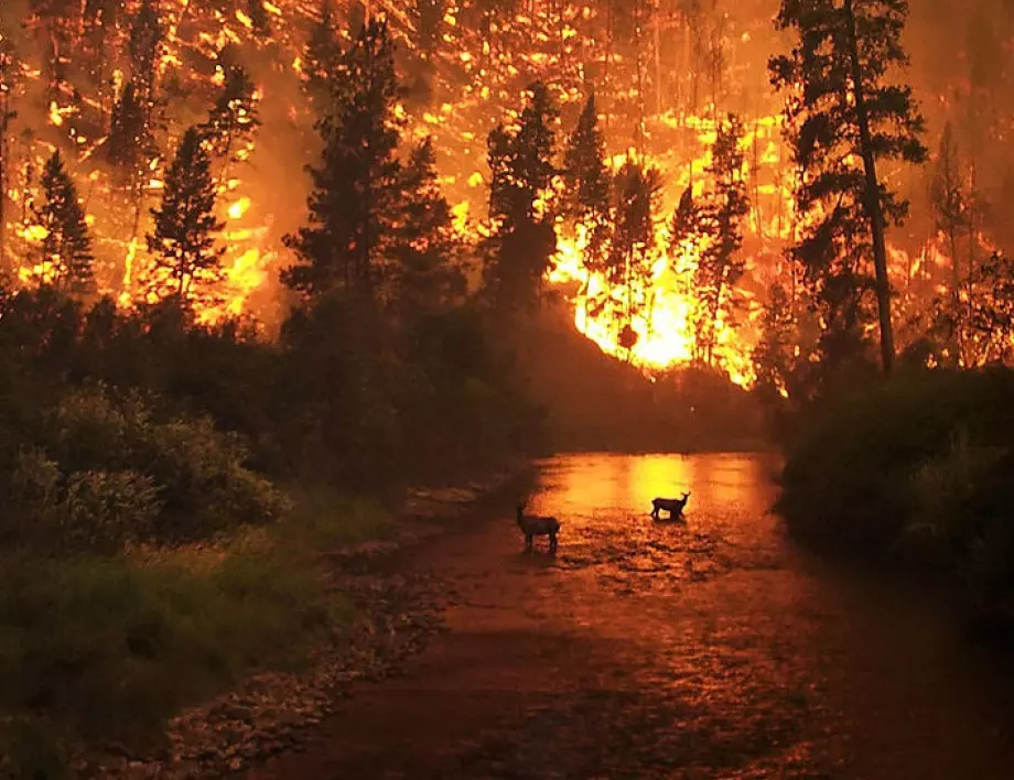 Заради рекордни горещини: Чили е в плен на невиждани горски пожари (ВИДЕО)