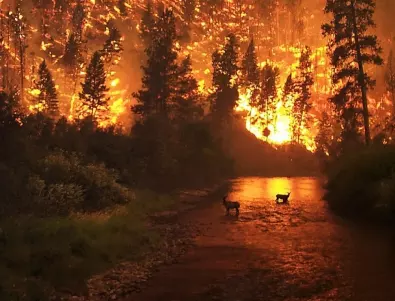 Над 2,7 млн. хектара гори са унищожени от пожари от началото на годината в Канада