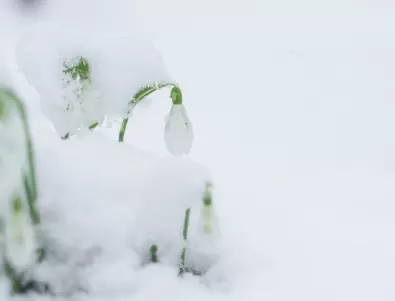 Кои цветя са уникално издържащи на студ?