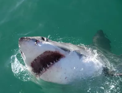 Най-опасната акула